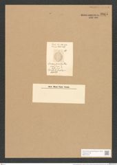 Cocconeis sigmoidea Schum. (de-Toni-Nr.: Genus 40, Species 1850) Zeichnungen Sammlung Grunow Nr. 3665 (NHMW-BOT-W0371279)